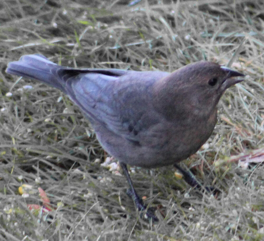 cowbird